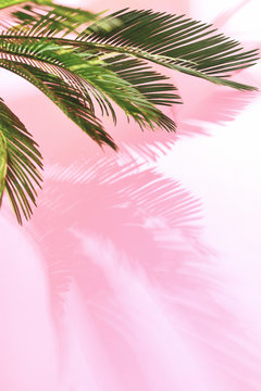 Summer tropical pastel background with palm