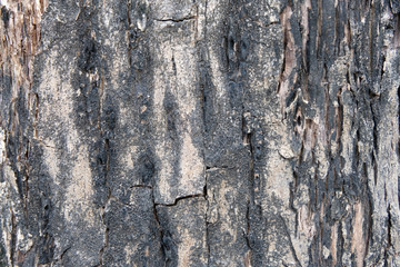 bark of tree texture , soft focus