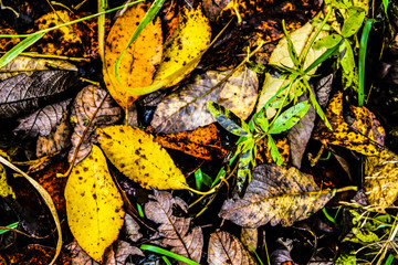 autumn yellow-brown leaves