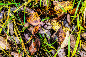 autumn yellow-brown leaves
