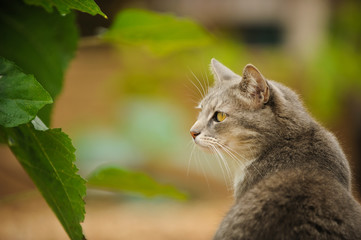 Grey Cat outdoor portrait in nature