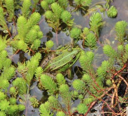Grenouille verte