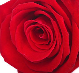 A close up macro shot of a red rose