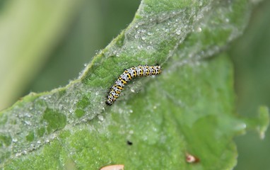Chenille