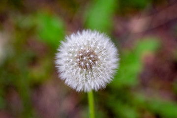 Obraz premium Lone Dandelion Bloom Gone to Seed