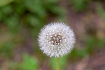 Puffy seeded dandelion bloom