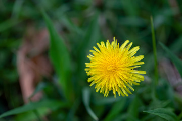 Yellow dandelion in the yard