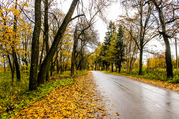 yellow autumn forest trees and road
