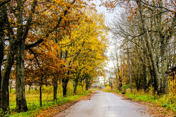 yellow autumn forest trees and road