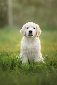 Golden Retriever puppy runs on grass and plays. Pet in the park in summer