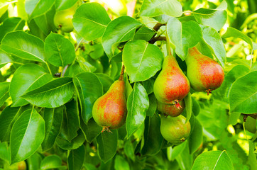 Fruit pear in garden