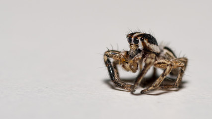 Isolated macro of a small spider
