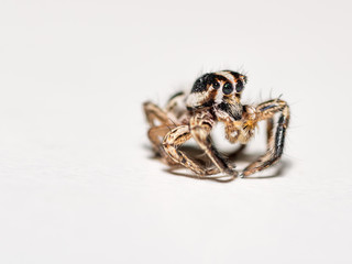 Isolated macro of a small spider
