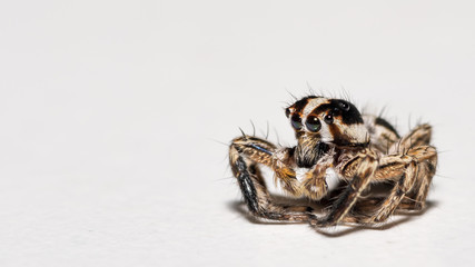 Isolated macro of a small spider