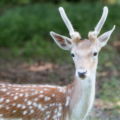 Damwild Damhirsch (Dama dama)