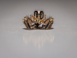 Isolated macro of a small spider
