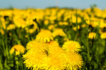 Yellow flowers of a dandelion field, blue sky