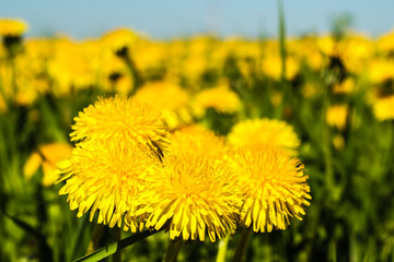 dandelions yellow flowers on the field and blue sky
