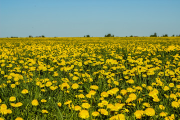 Fototapeta premium dandelions yellow flowers on the field and blue sky