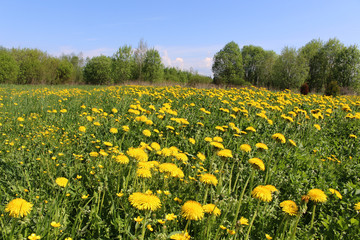 Yellow dandelion against green field
