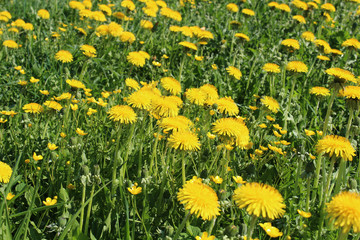 Yellow dandelion against green field