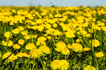 dandelions yellow flowers on the field and blue sky