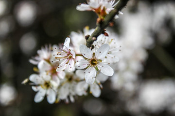 White Flower