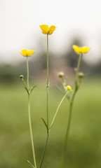 Buttercup flower