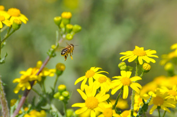 Honey bee collecting nectar from yellow flowers in the spring time. Bee pollinating yellow wild flowers