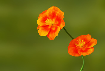 Fototapeta premium Rare orange mountain found a flower.