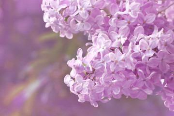Bunch of lilac closeup. A blooming lilac garden. Spring floral background. Spring fragrance
