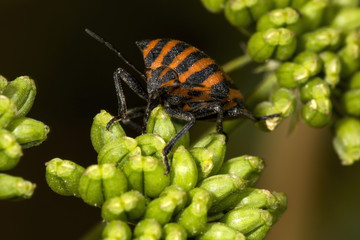 Red and black striped Stink bug (Graphosoma lineatum)