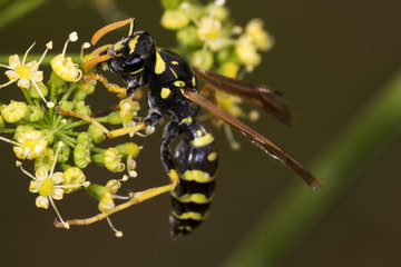 Paper Wasp feeding