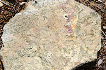 Flat rock in the forest