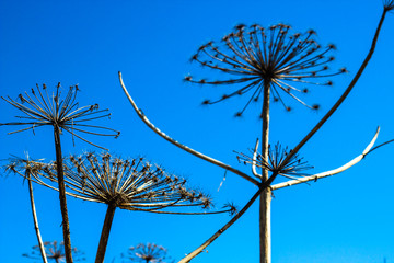 the giant Hogweed plant in a dry field and blue sky