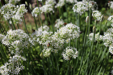 Closeup of white flowers of the garlic chives Allium tuberosum . Medicinal plants, herbs in the organic garden . Blurred background.