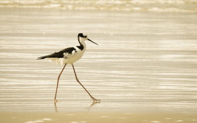 Obraz premium Beautiful and delicate Black-necked stilt by the ocean in Florianopolis, Brazil