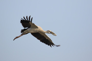 Image of an Asian openbill stork(Anastomus oscitans) flying in the sky. Bird, Wild Animals.