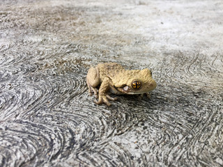 Pyschadelic toad with yellow and black eyes resting on a cement slab on the northeast coast of Honduras