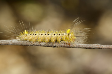 Image of Hairy caterpillar on tree branch on natural background. Insect. Worm. Animal.