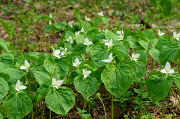 刺巻湿原に咲くシロバナエンレイソウ