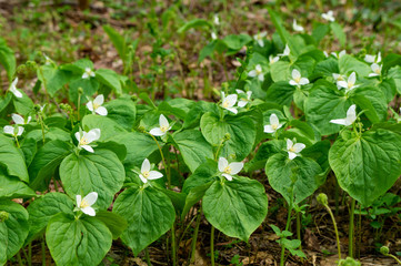 刺巻湿原に咲くシロバナエンレイソウ