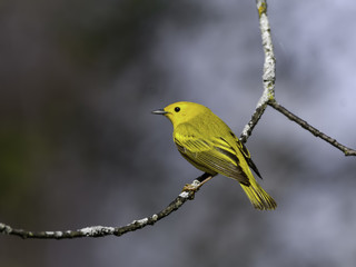 Yellow Warbler in Spring