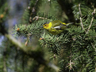 Cape May Warbler Foraging on Pine Tree in Spring