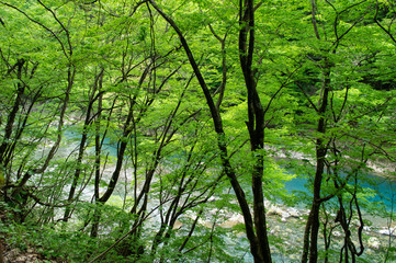 Obraz premium 抱返り渓谷の遊歩道からの景色