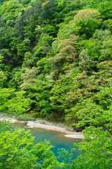 Obraz premium 抱返り渓谷の遊歩道からの景色