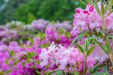 Bushes colorful spring flowers.
