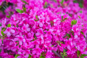 Obraz premium Bushes colorful spring flowers.