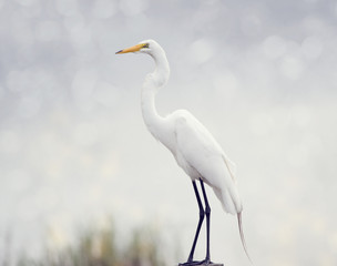 Great Egret perched