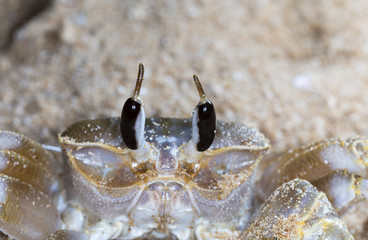 crab on the beach